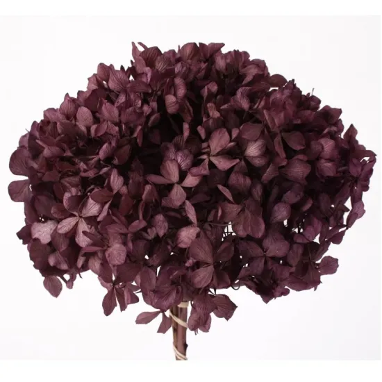 Geconserveerde hortensia (hydrangea) orchid +/-15cm