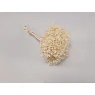 Hortensia stabilise (hydrangea) blanc +/-15cm