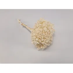 Hortensia stabilise (hydrangea) blanc +/-15cm