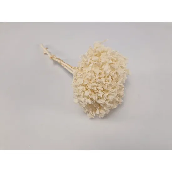 Preserved hydrangea (hydrangea) white +/-15cm