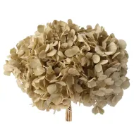 Hortensia stabilise (hydrangea) ivoire +/-15cm