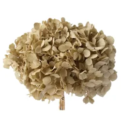 Hortensia stabilise (hydrangea) ivoire +/-15cm