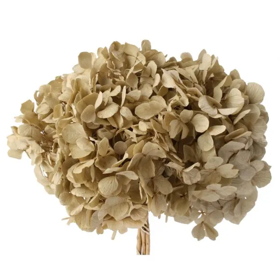 Preserved hydrangea (hydrangea) ivory +/-15cm