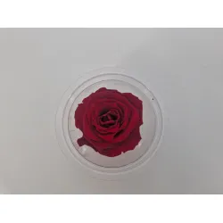 Preserved rose (medium open) +/- 4.5cm bordeaux 8pcs