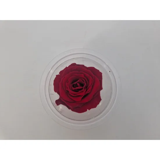 Rose stabilisee (medium open) +/-4.5cm bordeaux 8pcs