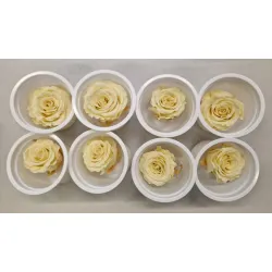Preserved rose (medium open) +/- 4.5cm cream 8pcs