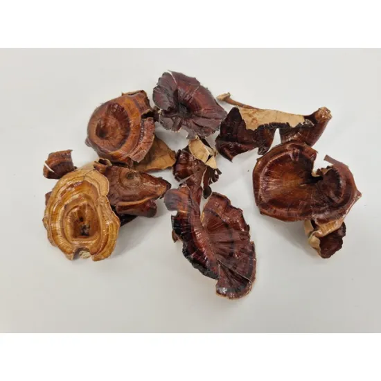 Golden mushroom medium naturel 10pcs