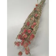 Gomphrena coral naturel +/-90gr