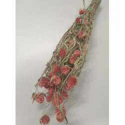 Gomphrena coral naturel +/-90gr