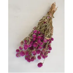 Gomphrena fuchsia naturel +/-90gr
