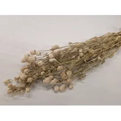 Gomphrena blanc naturel +/-90gr