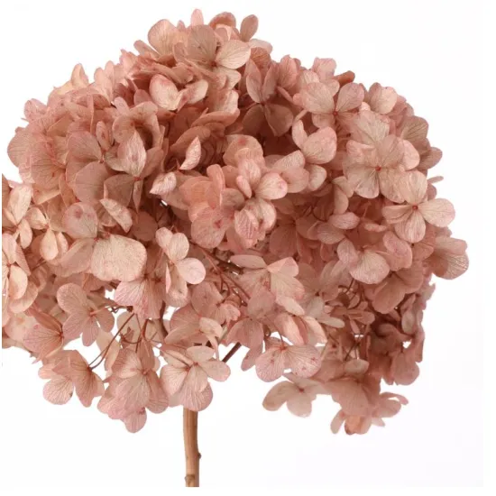 Hortensia stabilise (hydrangea) vieux rose +/-15cm
