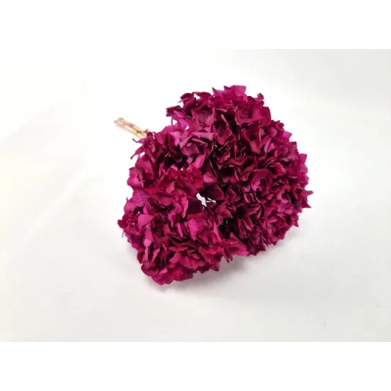 Hortensia stabilise (hydrangea) +/-15cm bordeaux 1pc