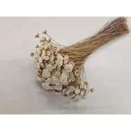 Glixia giant blanc +/-100gr