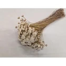 Glixia giant blanc +/-100gr