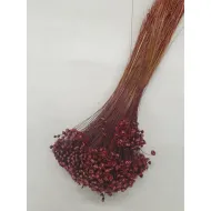 Glixia prune +/-100gr