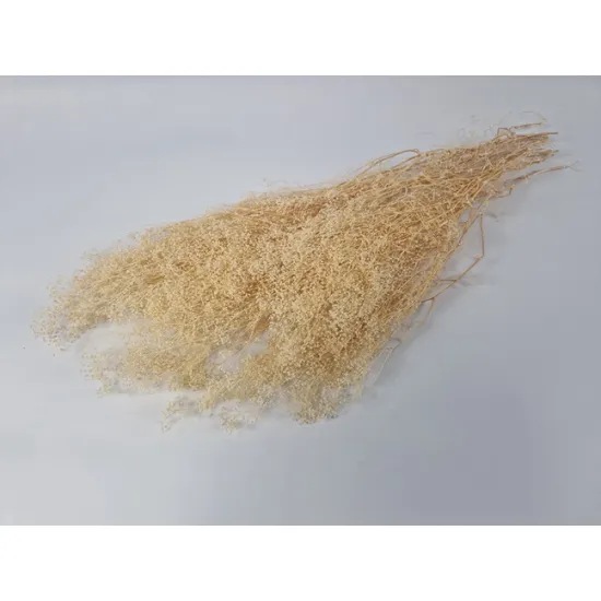 Gypsophila mini creme +/-100gr