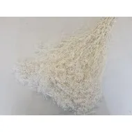 Gypsophila mini blanchi +/-100gr 