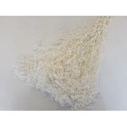 Gypsophila mini bleached +/-100gr 