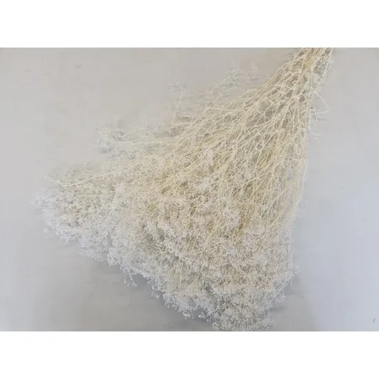 Gypsophila mini blanchi +/-100gr