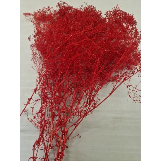 Gypsophila mini rood +/-100gr