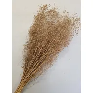 Gypsophila wild brown