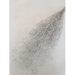 Gypsophila wild champagne