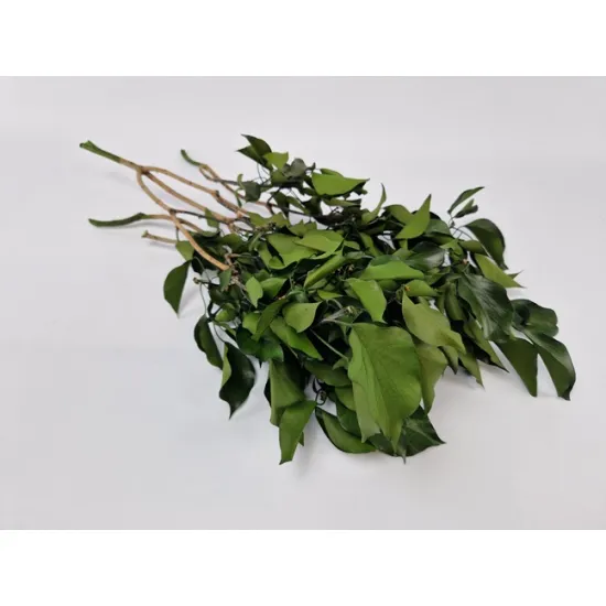 Hedera (lierre) vert stabilise +/-200gr