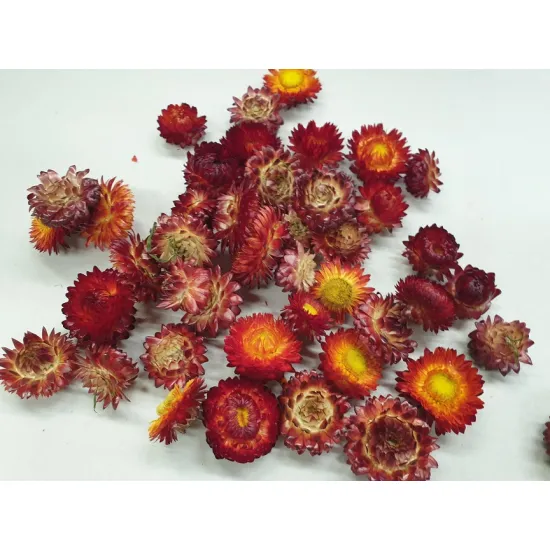 Helichrysum têtes rouge +/-100gr