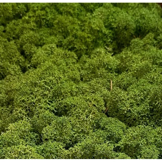 Icelandic moss medium green 5kg