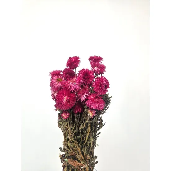 Helichrysum granvia light pink