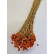 Hill flower orange (apricot) +/-150gr