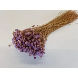 Jasilda lilac +/-100gr