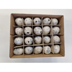 Oeufs de caille blanc 60pcs