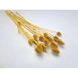 Cardone moutarde 10pcs