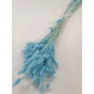 Lagurus ovatus aquamarine +/-100gr