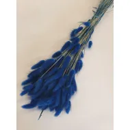 Lagurus ovatus bleu +/-100gr