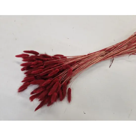 Lagurus ovatus bordeaux +/-100gr