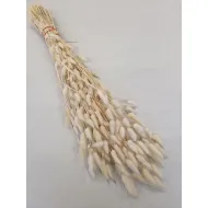 Lagurus ovatus cream +/-100gr