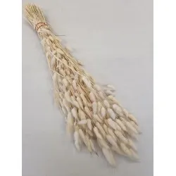 Lagurus ovatus cream +/-100gr