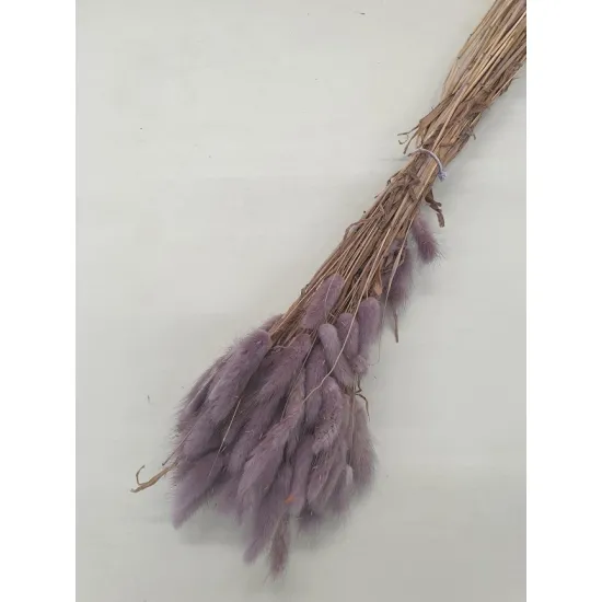 Lagurus ovatus donkerlila +/-100gr