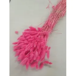 Lagurus ovatus fuchsia +/-100gr