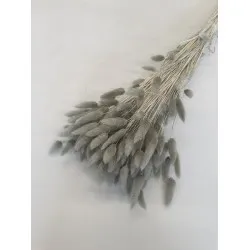 Lagurus ovatus khaki +/-100gr