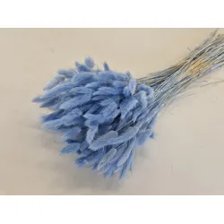 Lagurus ovatus lavender +/-100gr