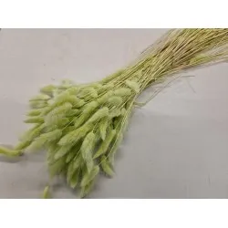 Lagurus ovatus light green +/-100gr