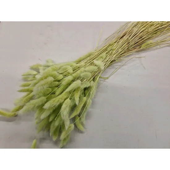 Lagurus ovatus lichtgroen +/-100gr