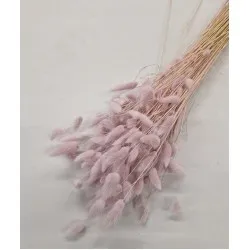 Lagurus ovatus lichtroze +/-100gr