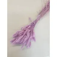 Lagurus ovatus lila +/-100gr