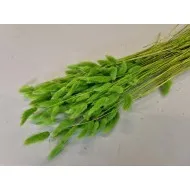 Lagurus ovatus lime green +/-100gr