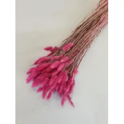 Lagurus ovatus mauve +/-100gr